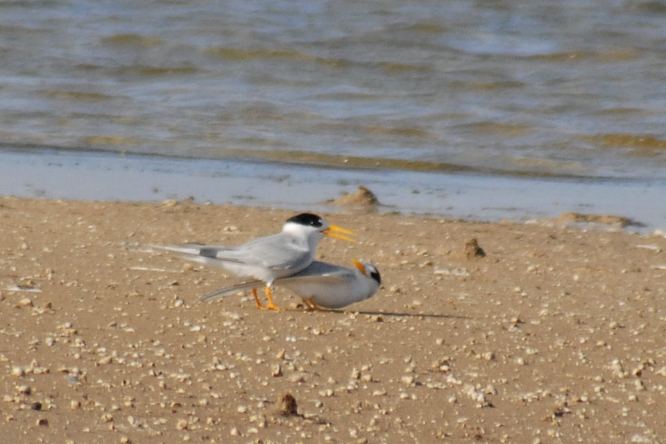 Fairy Tern (Sternula nereis)